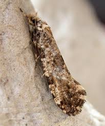 Attēlu rezultāti vaicājumam “Morophaga choragella”