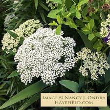 Attēlu rezultāti vaicājumam “Cenolophium denudatum”