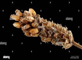 Attēlu rezultāti vaicājumam “Plantago lanceolata fruit”