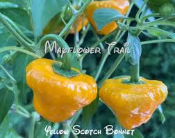 Afbeeldingsresultaat voor yellow mushroom hot pepper
