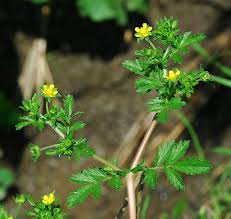 Attēlu rezultāti vaicājumam “Potentilla”