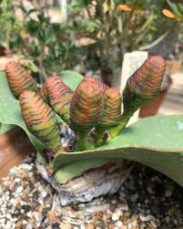 Attēlu rezultāti vaicājumam “Bulbochaete mirabilis”