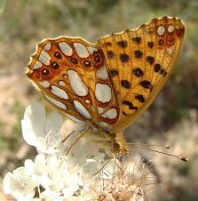 Attēlu rezultāti vaicājumam “Issoria lathonia”