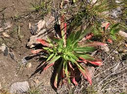 Attēlu rezultāti vaicājumam “Oenothera biennis fruit”