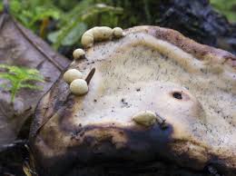 Attēlu rezultāti vaicājumam “Hypocrea pulvinata”