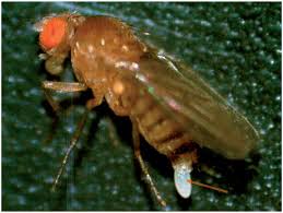 Attēlu rezultāti vaicājumam “Drosophila melanogaster”