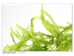 Attēlu rezultāti vaicājumam “Blepharostoma trichophyllum sporophyte”