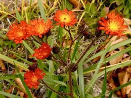 Attēlu rezultāti vaicājumam “Hieracium murorum flower”