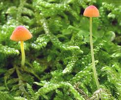 Attēlu rezultāti vaicājumam “Mycena acicula”