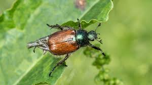 Attēlu rezultāti vaicājumam “Phyllopertha horticola”