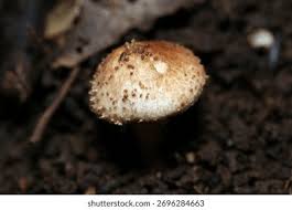 Attēlu rezultāti vaicājumam “Lepiota aspera”