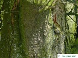 Attēlu rezultāti vaicājumam “Prunus domestica subsp. domestica leaf”