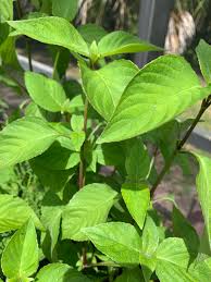 Attēlu rezultāti vaicājumam “Gnaphalium uliginosum leaf”