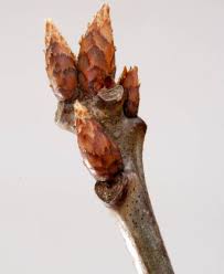 Attēlu rezultāti vaicājumam “Quercus robur bud”