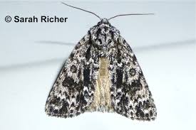 Attēlu rezultāti vaicājumam “Acronicta megacephala”