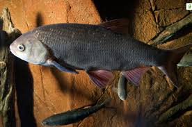 Attēlu rezultāti vaicājumam “Leuciscus idus”