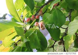 Attēlu rezultāti vaicājumam “Magnolia kobus fruit”