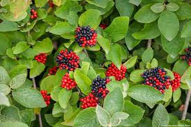 Attēlu rezultāti vaicājumam “Viburnum lantana”