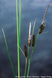Attēlu rezultāti vaicājumam “Carex cespitosa”