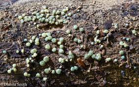 Attēlu rezultāti vaicājumam “Hypocrea rufa”