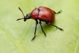 Attēlu rezultāti vaicājumam “Attelabus nitens”