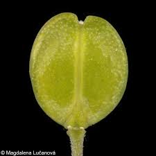 Attēlu rezultāti vaicājumam “Lepidium densiflorum flower”
