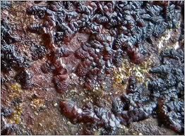 Attēlu rezultāti vaicājumam “Frullania fragilifolia”