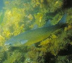 Image result for Liza ramada