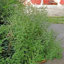 Attēlu rezultāti vaicājumam “Ambrosia artemisiifolia”