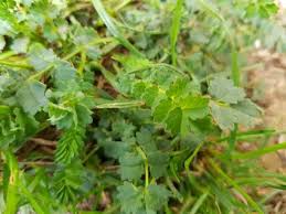 Attēlu rezultāti vaicājumam “Poterium sanguisorba”