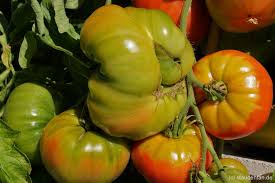 Afbeeldingsresultaat voor caspian pink tomato