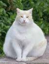 Fat Cat - The Best Health