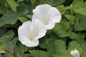 Attēlu rezultāti vaicājumam “Calystegia sepium flower”