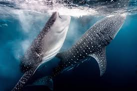 Image result for Rhincodon typus