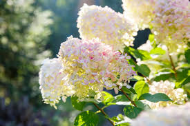 Attēlu rezultāti vaicājumam “Hydrangea”