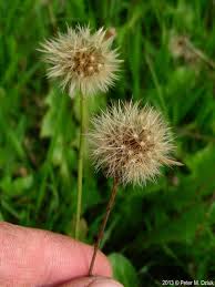 Attēlu rezultāti vaicājumam “Leontodon autumnalis  flower”