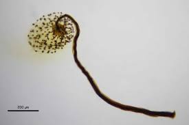 Attēlu rezultāti vaicājumam “Cribraria intricata”