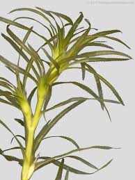 Attēlu rezultāti vaicājumam “Najas flexilis”