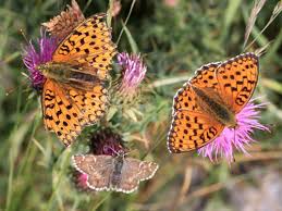 Attēlu rezultāti vaicājumam “Argynnis adippe underside”