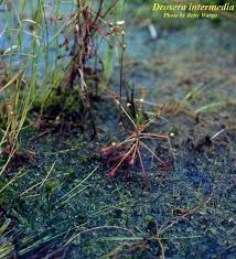 Attēlu rezultāti vaicājumam “Drosera intermedia”