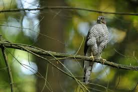 Attēlu rezultāti vaicājumam “Accipiter nisus female”