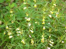 Attēlu rezultāti vaicājumam “Melampyrum pratense flower”
