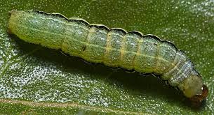 Attēlu rezultāti vaicājumam “Orthosia gracilis”