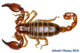 Attēlu rezultāti vaicājumam “Arachnida”