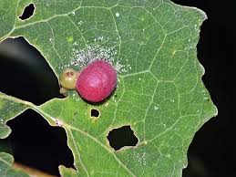 Attēlu rezultāti vaicājumam “Harmandia”