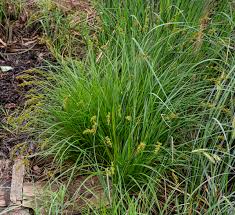 Attēlu rezultāti vaicājumam “Carex elongata”