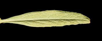 Image result for Calceolaria integrifolia