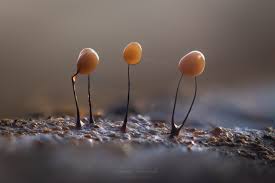 Attēlu rezultāti vaicājumam “Comatricha nigra macro”