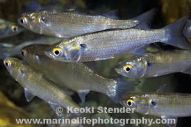 Image result for Mugil curema