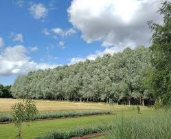 Attēlu rezultāti vaicājumam “Salix alba”